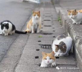 娱乐吃瓜酱流浪猫,吃瓜酱的趣味生活记