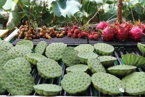 娱乐吃瓜公司有哪些品牌