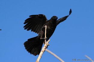 黑鸟八卦,探寻娱乐圈背后的秘密与真相