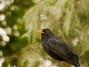 黑鸟八卦,探寻娱乐圈背后的秘密与真相
