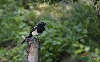 黑鸟八卦,探寻娱乐圈背后的秘密与真相